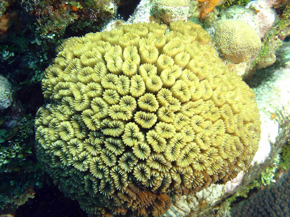 Banco Chinchorro Biosphere Reserve A Jewel in the Yucatán's Crown